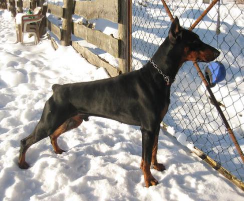 Chester v. Beuchower Hof | Black Doberman Pinscher