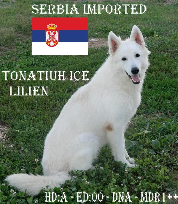 TONATIUH  Ice Lilien | White Swiss Shepherd Dog 