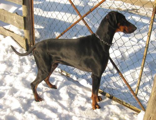 Conan v. Beuchower Hof | Black Doberman Pinscher