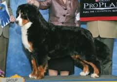 Tallpine's Appletini | Bernese Mountain Dog 