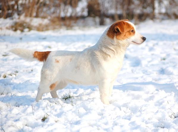 Lady Love z Herbu Sapaly | Jack Russell Terrier 