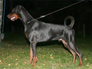 True North Mystiq Mondello | Black Doberman Pinscher