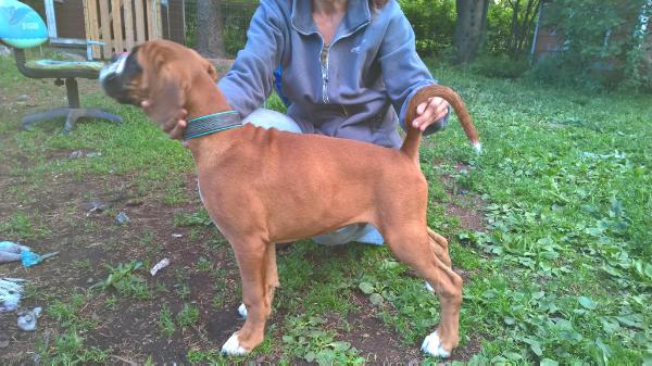 Boxwald's Carismatico Cesare | Boxer 