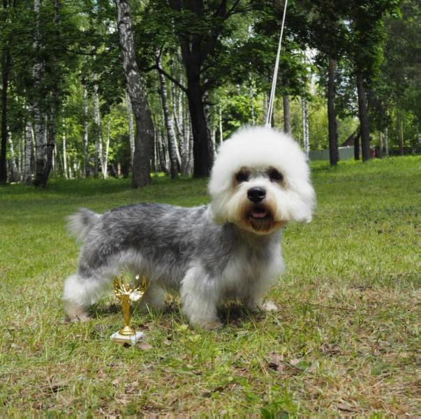 Dioressence for Pradis | Dandie Dinmont Terrier 