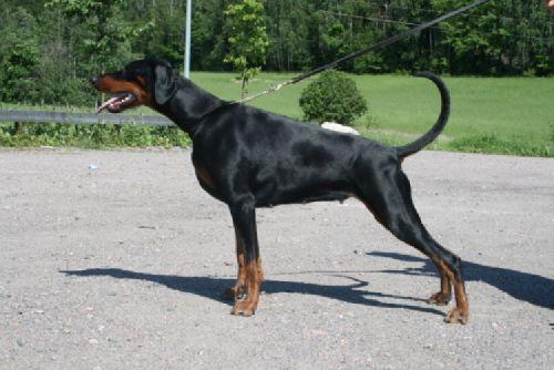 True North Magma Miranda | Black Doberman Pinscher
