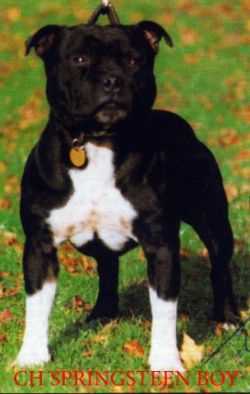 Springsteen Boy | Staffordshire Bull Terrier 