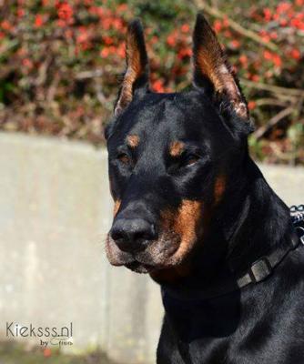 Thor v.d. Agustvona | Black Doberman Pinscher