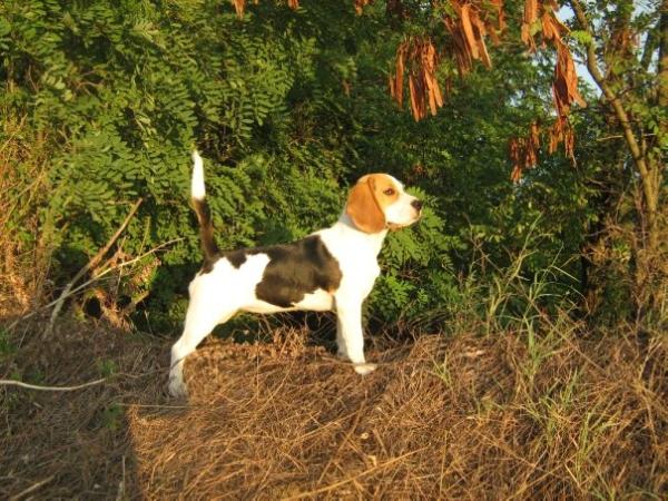 Maglódi Biggy-Boys Felicita | Beagle 