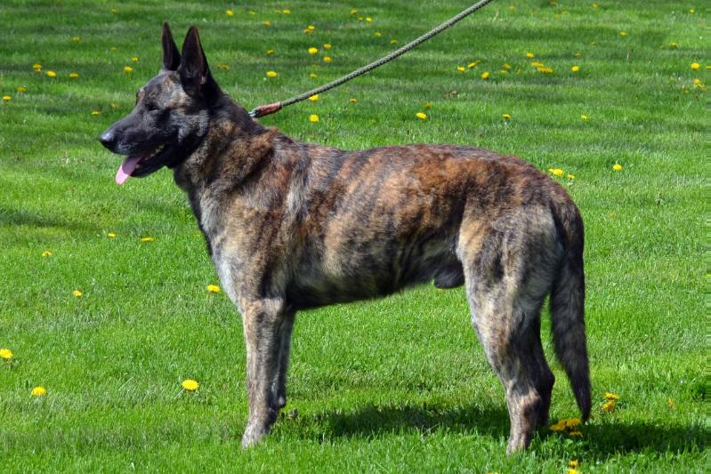 Cher Car's Vincent van Gogh | Dutch Shepherd 