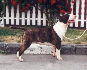 Quest Magyar Rose | Bull Terrier 