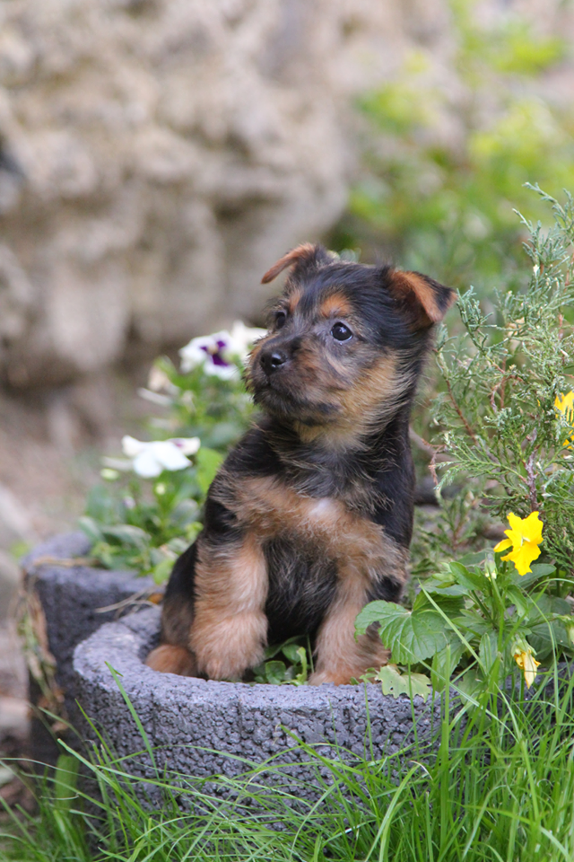 Frejya iz Zvezdnogo Grafstva | Australian Terrier 