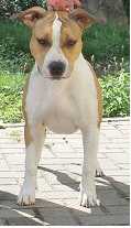 Fir Ground´s A red Piper | American Staffordshire Terrier 
