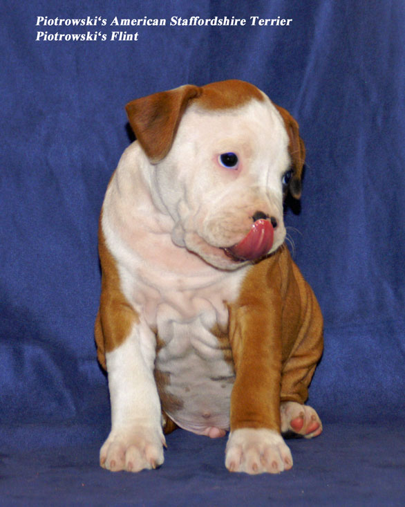 Piotrowski's Flint | American Staffordshire Terrier 