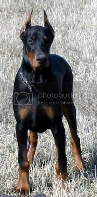 E-Mohican | Black Doberman Pinscher