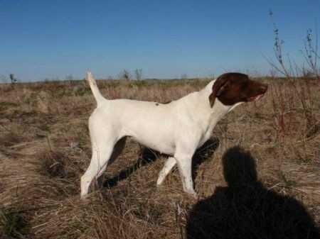 Shadowrocks Mighty Mouse | German Shorthaired Pointer 