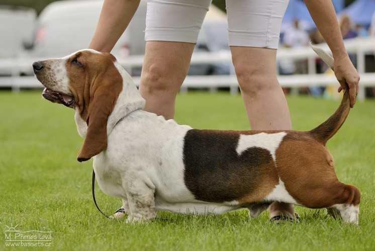 Dak Cecelka z Cecelic | Basset Hound 