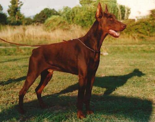 Porthos della Fortezza Vecchia | Brown Doberman Pinscher