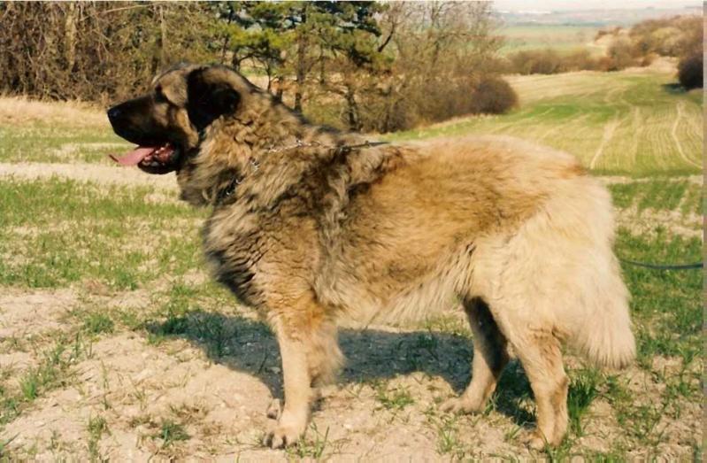 Don Denár Šte-kot Nort | Yugoslavian Shepherd Dog-Sarplaninac 