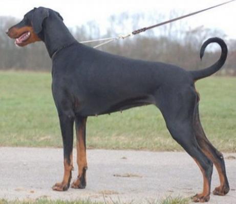 Faelyssa Finasia (JR 701430) | Black Doberman Pinscher