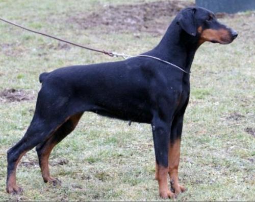 Iris Abba-Sonia | Black Doberman Pinscher