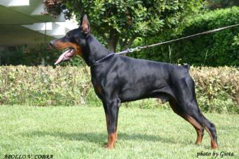 Apollo v. Cobra | Black Doberman Pinscher