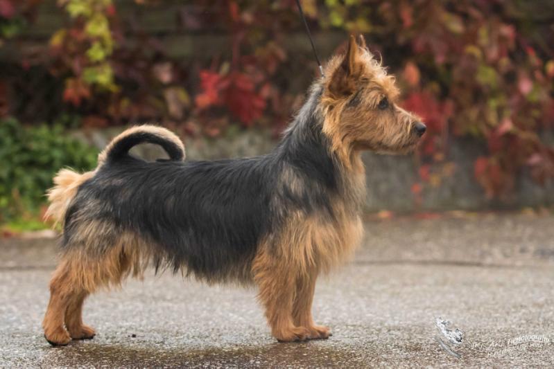 Orodruin von den Grauen Anfurten | Australian Terrier 