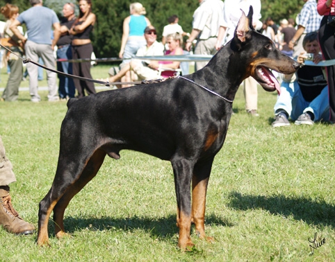 Cocis di Villa Valori | Black Doberman Pinscher