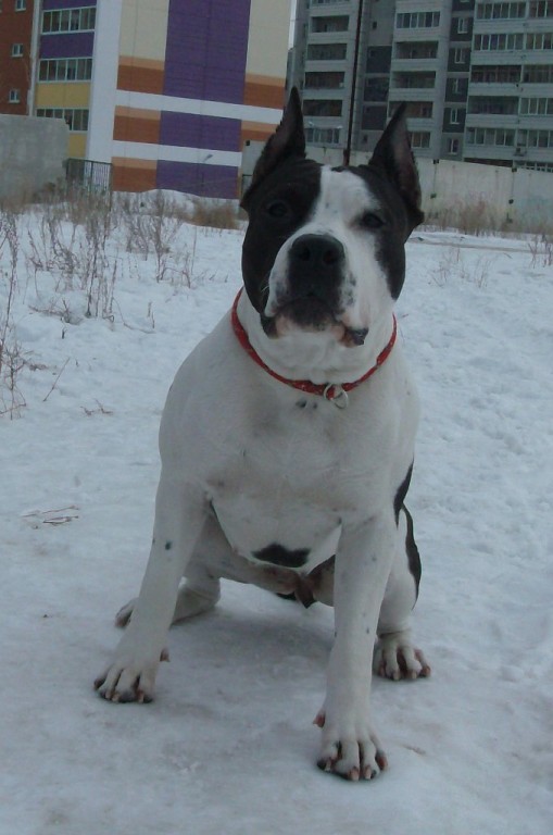 Northern Pearl of Savage | American Staffordshire Terrier 