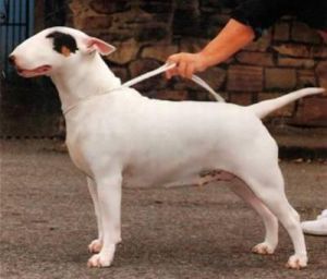 Kilacabar Kasablanca Of Warbonnet | Bull Terrier 