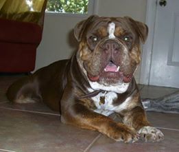 Pacific Blue's Coco of Gargoyle | Olde English Bulldogge 