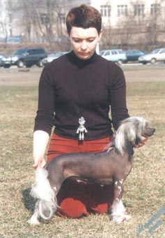 Zholesk Sanda Estok | Chinese Crested 