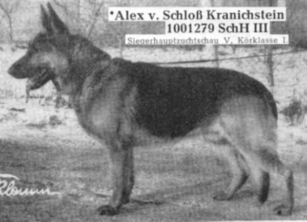 Alex vom Schloß Kranichstein | German Shepherd Dog 