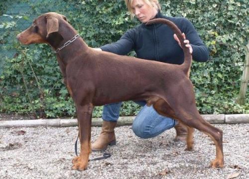 Quint v. Edertal | Brown Doberman Pinscher