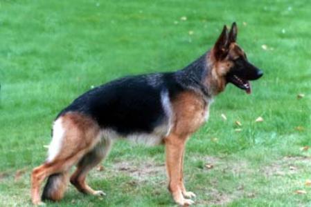 Molly vom Laacher-Haus | German Shepherd Dog 