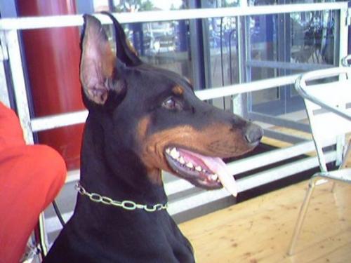 Redbaron (LO0197686) | Black Doberman Pinscher