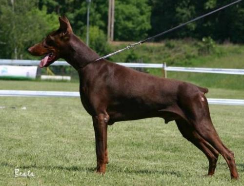 Cash v.d. Lüssenwiese | Brown Doberman Pinscher