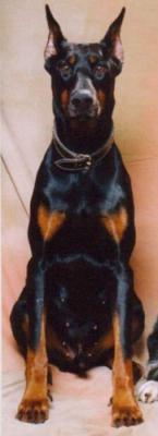 Union Oscar v.`t Hof ter Helle | Black Doberman Pinscher