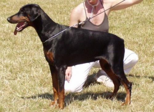 Cheris v.d. Donken | Black Doberman Pinscher