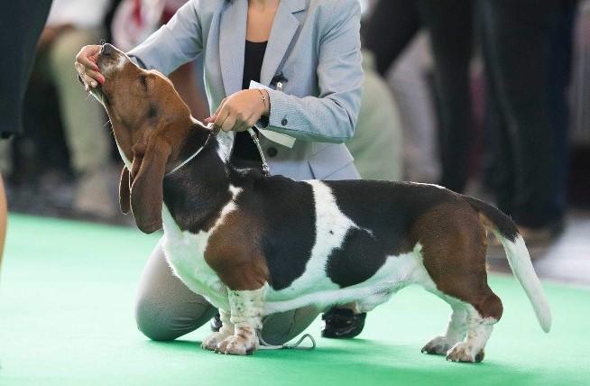 lucky luke du hameau de bonipaire | Basset Hound 