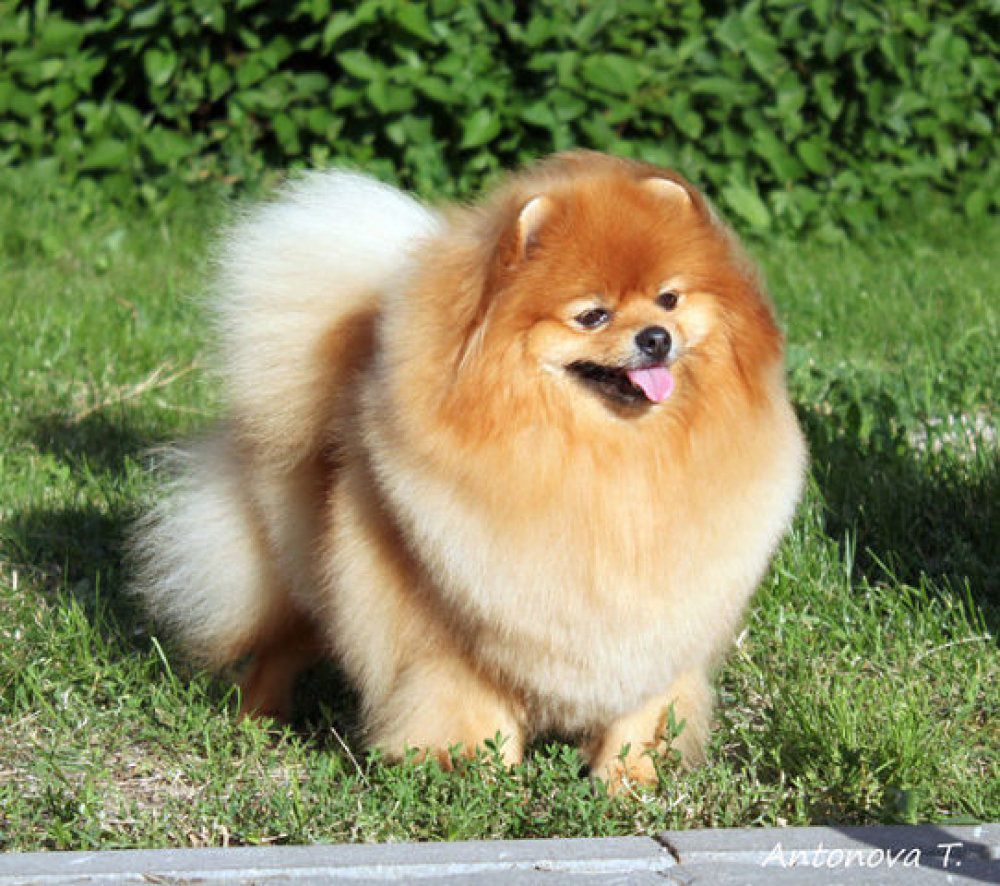 YARBURG HLOYA | Pomeranian 