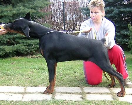 Gem'Givveeon Tidus | Black Doberman Pinscher