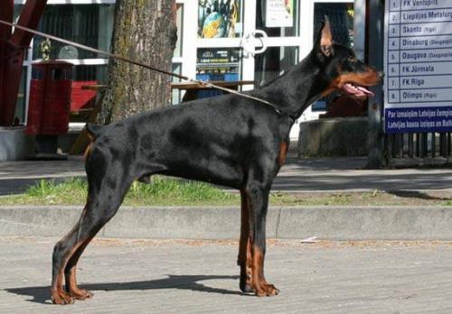 Gem'Givveeon Temani | Black Doberman Pinscher