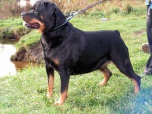 Pvingstwise Blansch Bussi | Rottweiler 