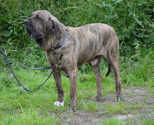 Honduras of Red and Brindle | Fila Brasileiro 