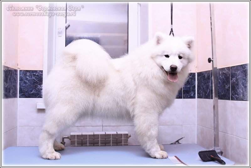 Sormovskaya Zarya Gracioznaya Lady | Samoyed 