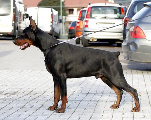 Gem'Givveeon Tivadar | Black Doberman Pinscher