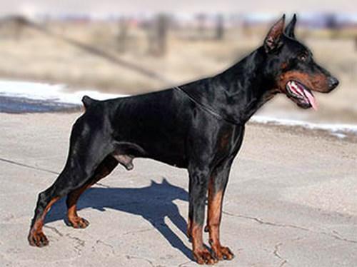 Gelo Robis Dzhum | Black Doberman Pinscher