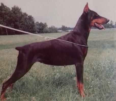 Bina Sonar | Black Doberman Pinscher