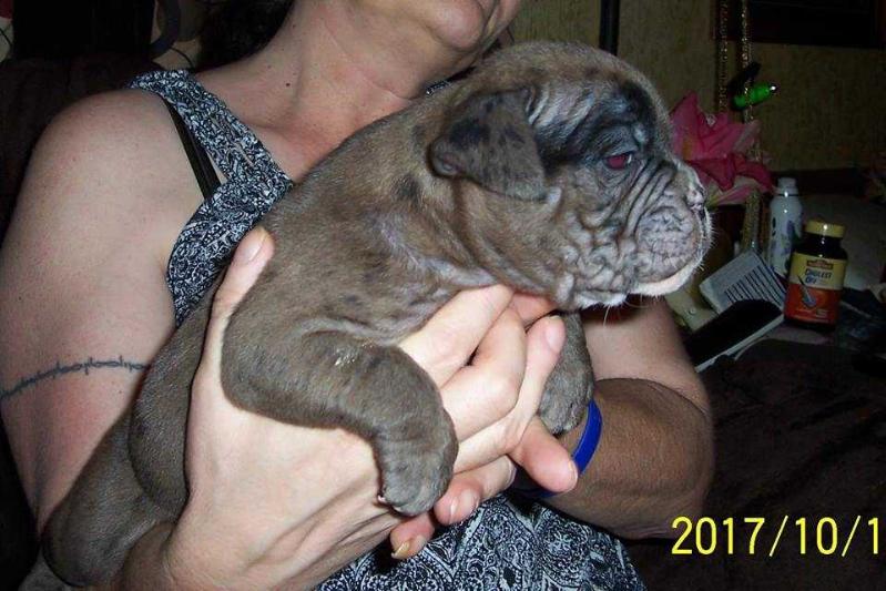 BuffaloCreek's/BoneKrusher's Maximus | Olde English Bulldogge 