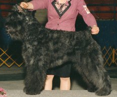 Quiche's Paige Filette | Bouvier des Flandres 